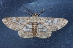 Cleora repulsaria