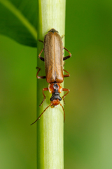 Podabrus alpinus