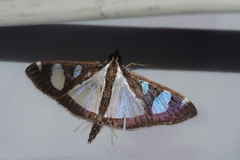 Glyphodes actorionalis