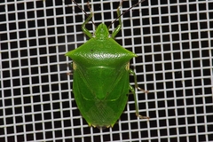 Vitellus orientalis