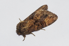 Hiradonta ohashii
