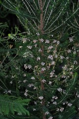 Erica brownleeae