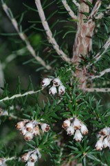 Erica brownleeae