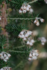 Erica brownleeae