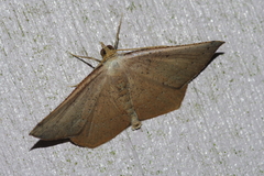 Plesiomorpha punctilinearia