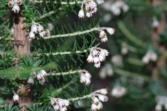 Erica brownleeae