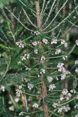 Erica brownleeae