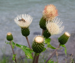 Cirsium heterophyllum