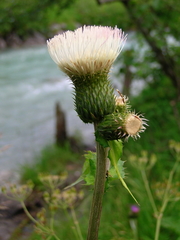 Cirsium heterophyllum