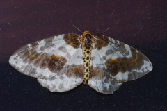 Abraxas miranda aesia