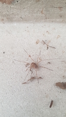 Dasylobus graniferus