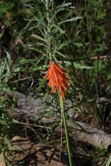Kniphofia triangularis
