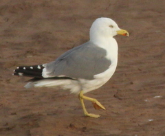 Larus michahellis