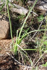 Kniphofia triangularis