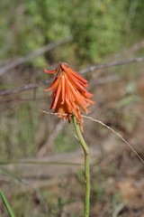 Kniphofia triangularis