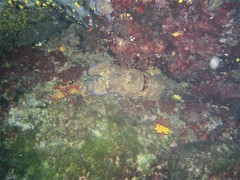Scyllarides latus