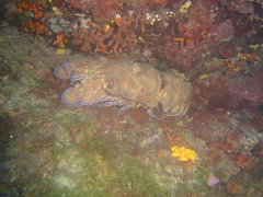 Scyllarides latus