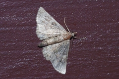 Gymnoscelis esakii
