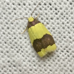 Heterallactis microchrysa