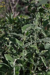 Buddleja salviifolia