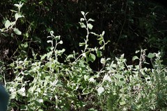 Helichrysum petiolare