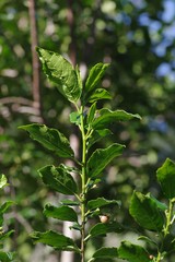 Rhamnus prinoides