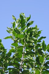 Rhamnus prinoides