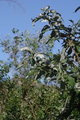 Buddleja salviifolia