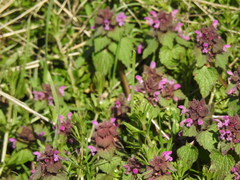 Lamium purpureum