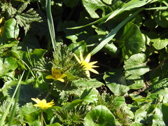 Ficaria verna