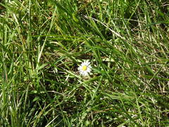 Bellis perennis