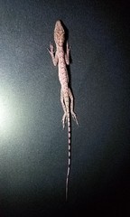 Anolis peraccae