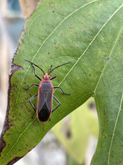 Thunbergia marginata