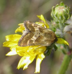 Schinia cardui