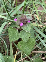 Lamium purpureum