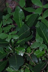 Psychotria capensis