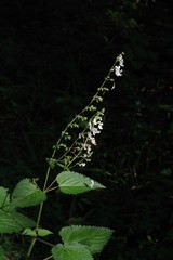 Equilabium laxiflorum