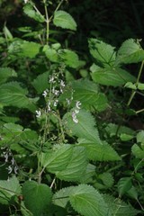 Equilabium laxiflorum