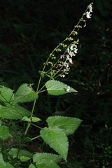 Equilabium laxiflorum