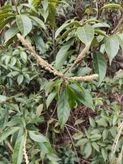 Lithocarpus glaber
