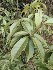 Lithocarpus glaber