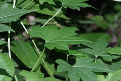 Ceratiosicyos laevis
