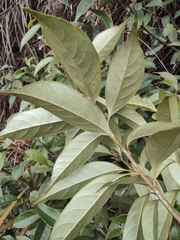 Lithocarpus glaber