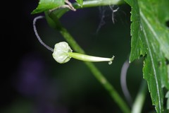 Ceratiosicyos laevis