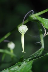 Ceratiosicyos laevis