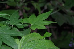 Ceratiosicyos laevis