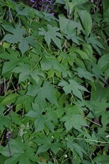 Ceratiosicyos laevis