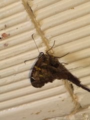 Chioides
