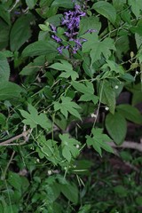 Ceratiosicyos laevis