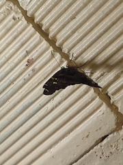 Chioides